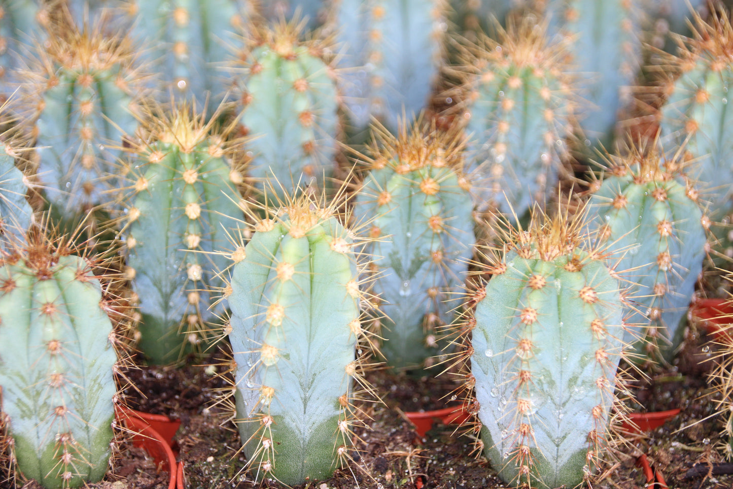 Pilosocereus azureus