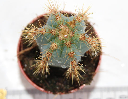 Pilosocereus azureus