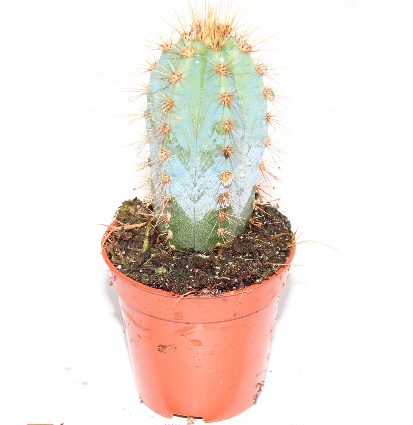 Pilosocereus azureus