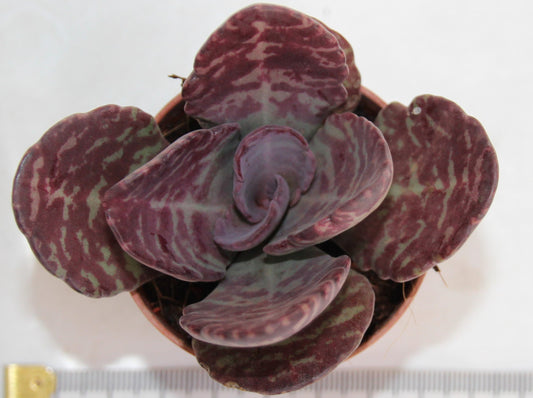 Kalanchoe humilis 'Desert Surprise'