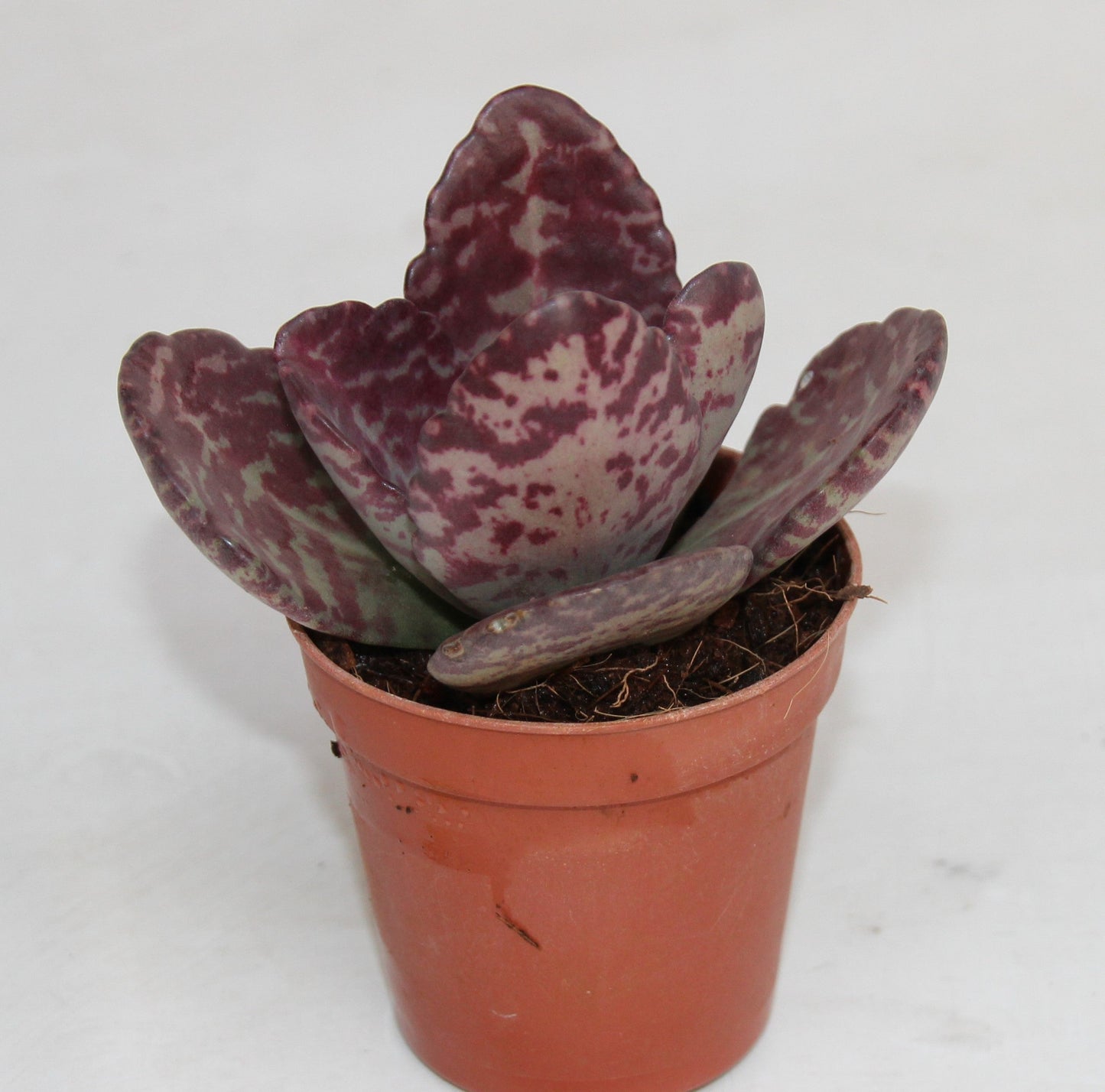 Kalanchoe humilis 'Desert Surprise'