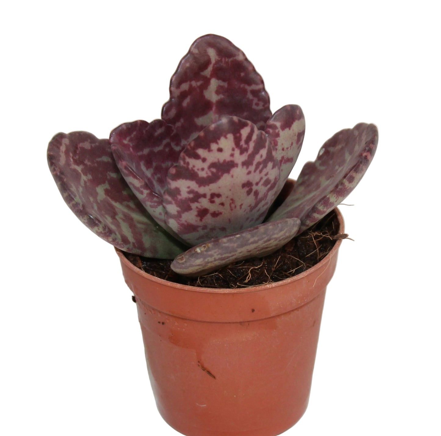 Kalanchoe humilis 'Desert Surprise'
