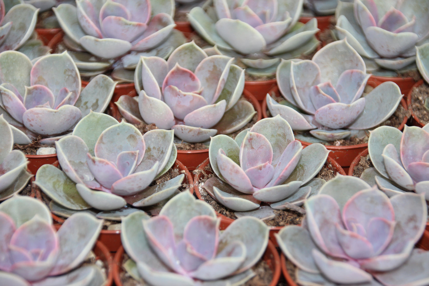 Echeveria ‘Perle von Nürnberg‘