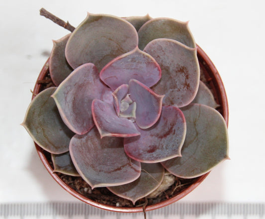 Echeveria ‘Perle von Nürnberg‘