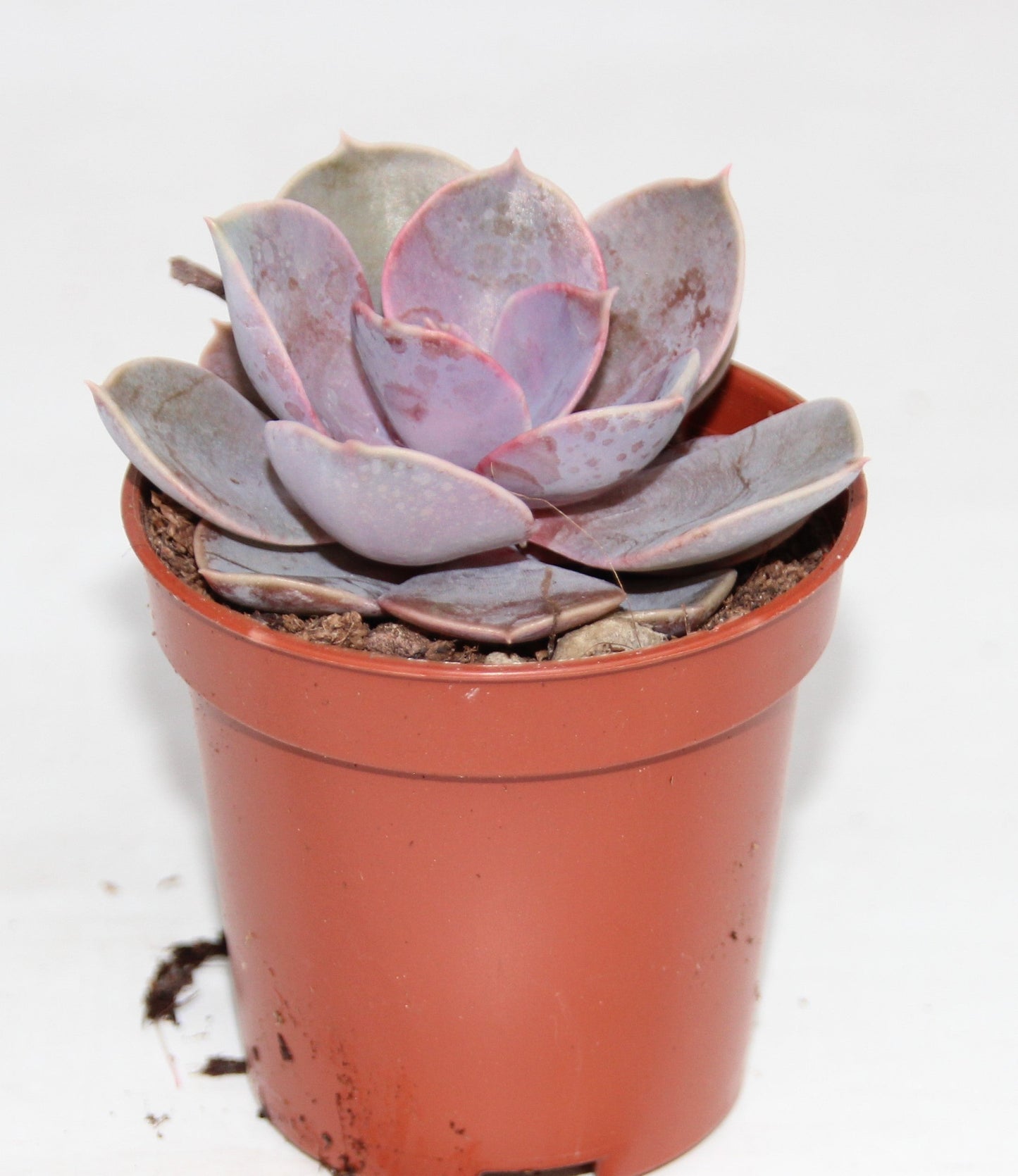 Echeveria ‘Perle von Nürnberg‘