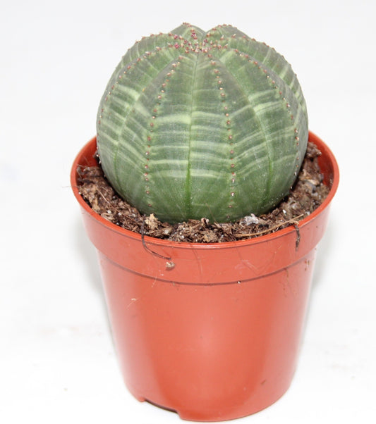 Euphorbia obesa