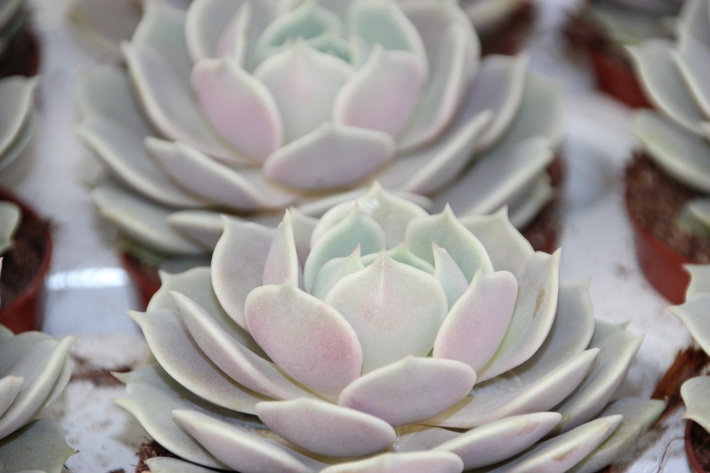 Echeveria 'Lola'