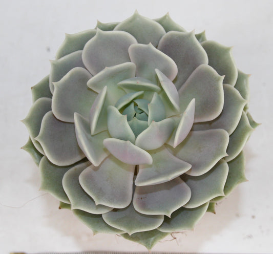 Echeveria 'Lola'