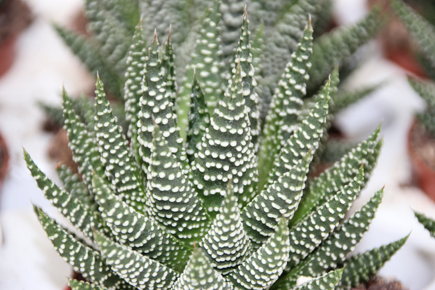 Haworthia pumila
