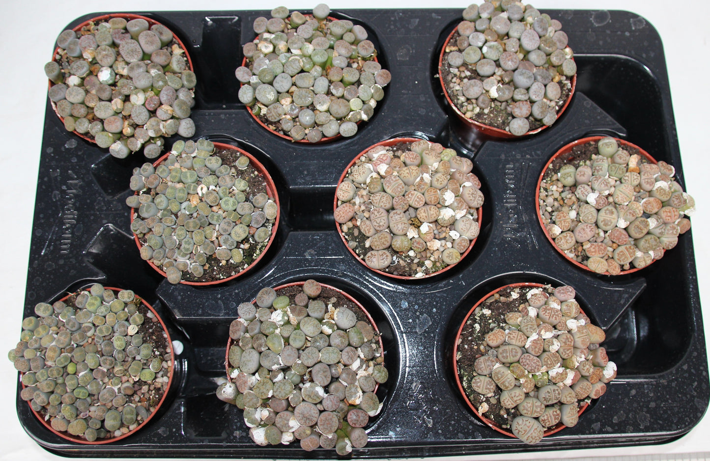 Lithops Gruppe 'Lebende Steine'