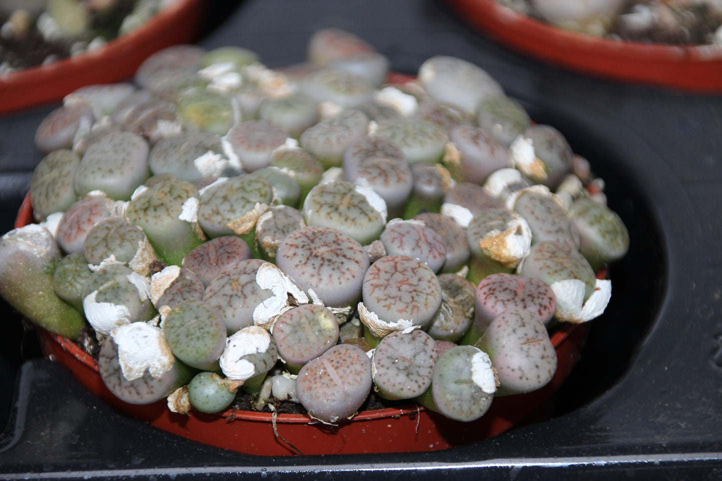 Lithops Gruppe 'Lebende Steine'