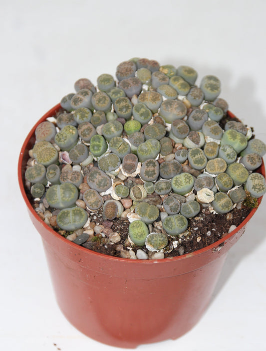 Lithops Gruppe 'Lebende Steine'