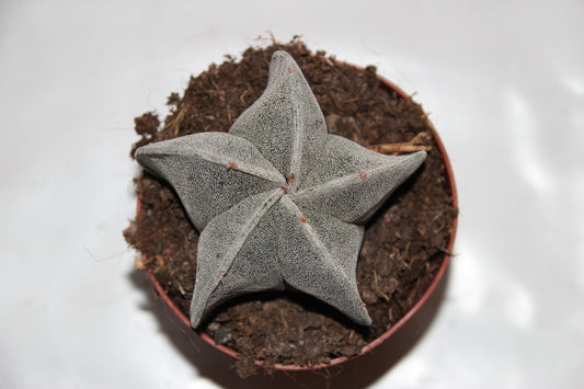Astrophytum myrostigma