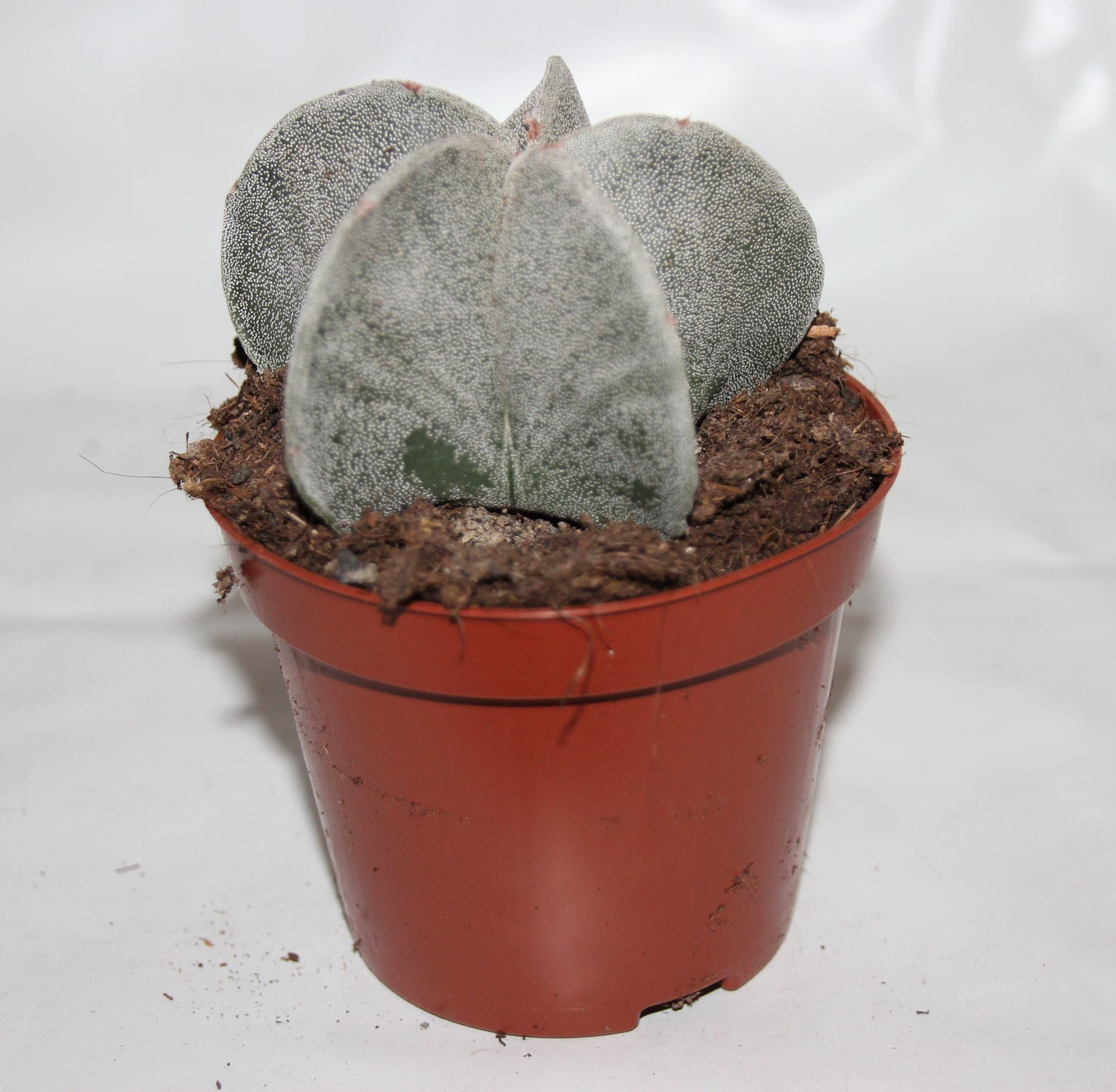 Astrophytum myrostigma
