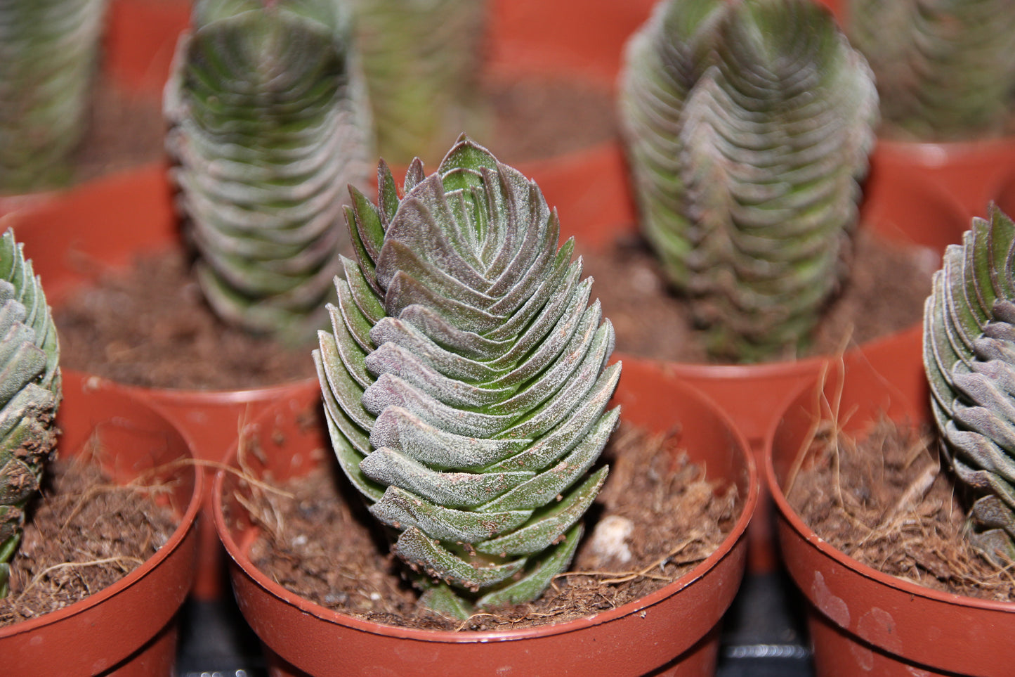 Crassula 'Buddha's Temple'
