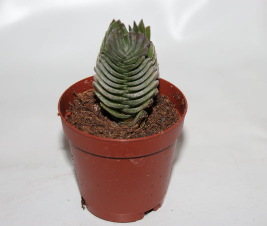 Crassula 'Buddha's Temple'