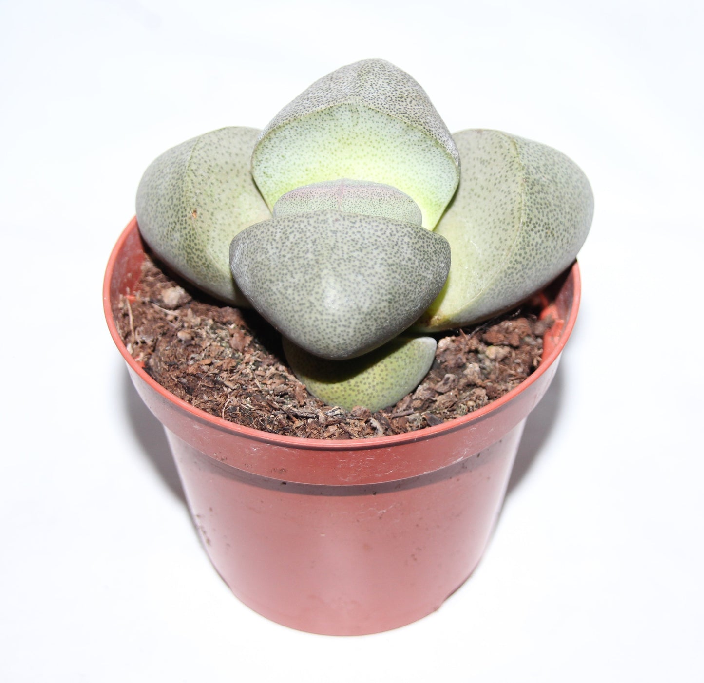 Pleiospilos nelii 'Lebender Granit'