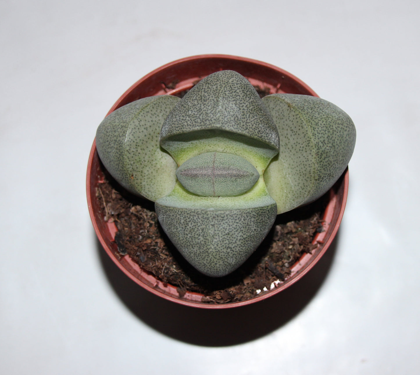 Pleiospilos nelii 'Lebender Granit'