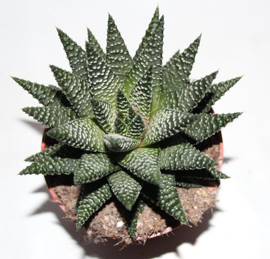 Haworthia pumila