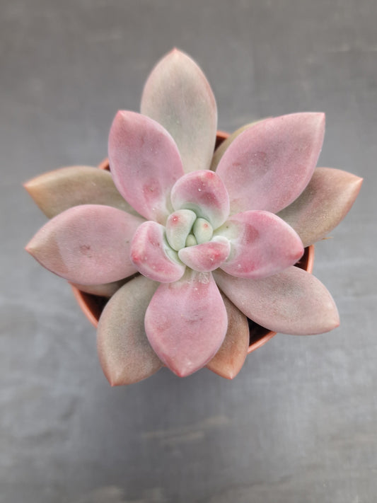 Pachyveria ‘Rosy Crown‘