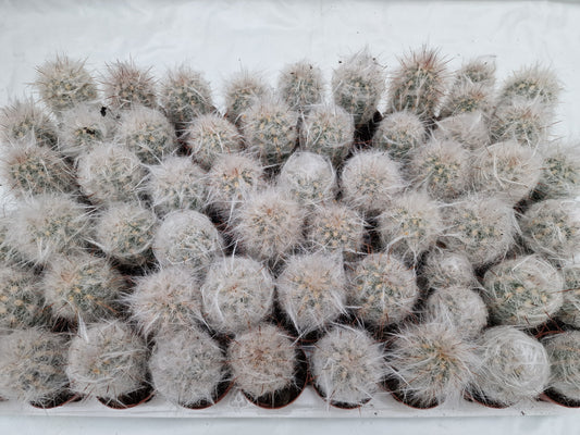 Oreocereus trollii