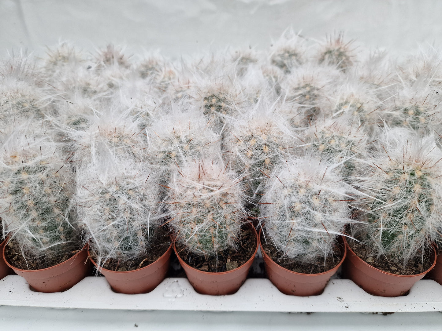 Oreocereus trollii