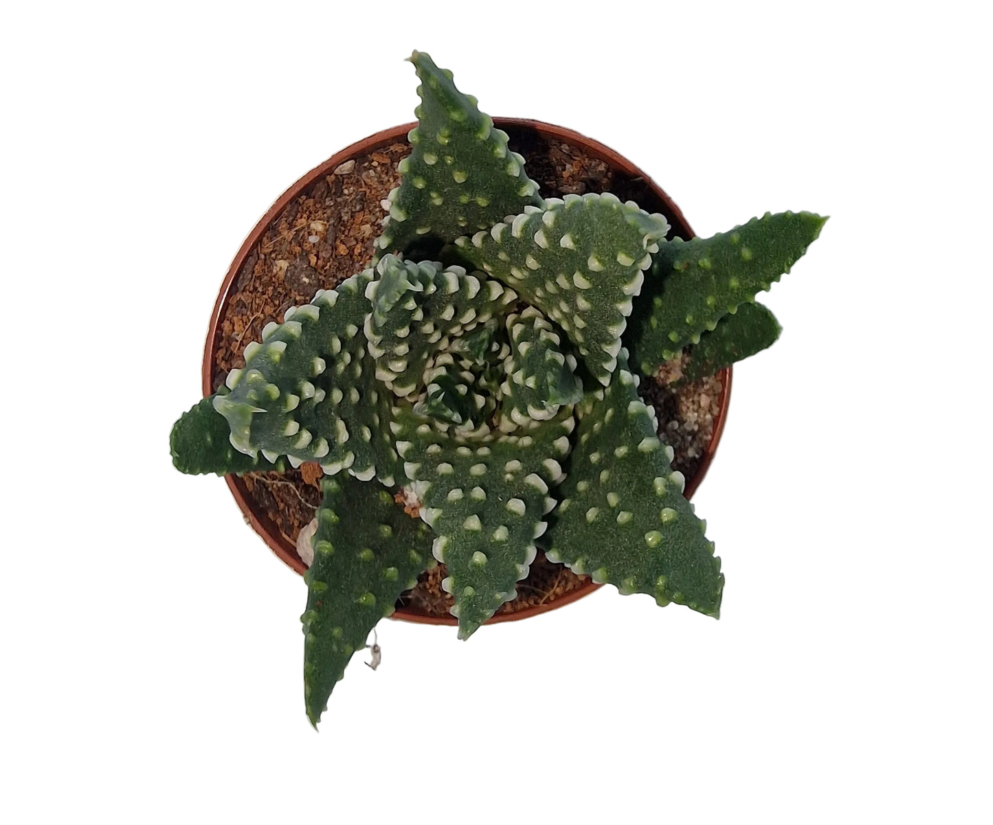 Haworthia papillosa