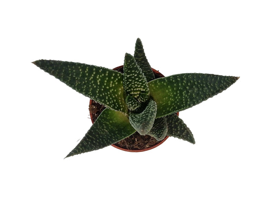 Haworthia pumila