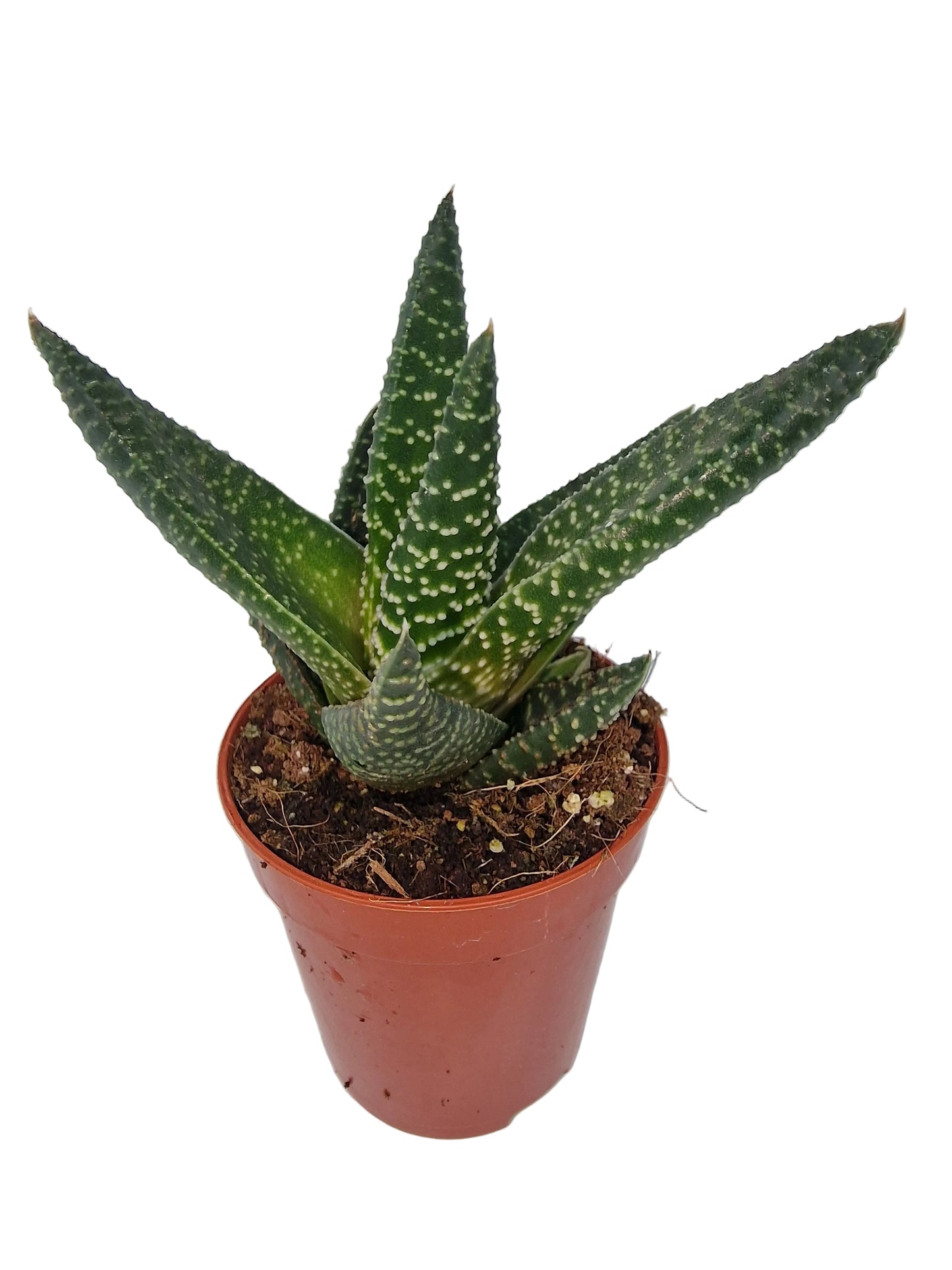 Haworthia pumila
