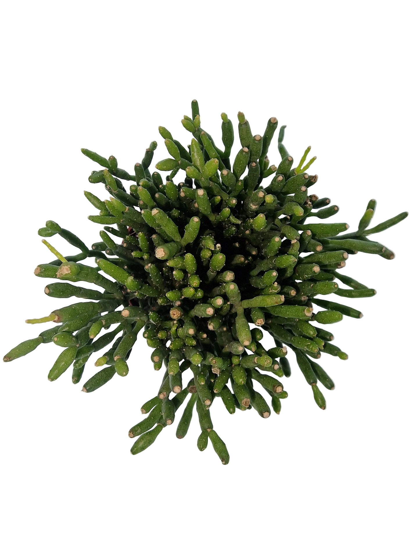 Hatiora salicornioides