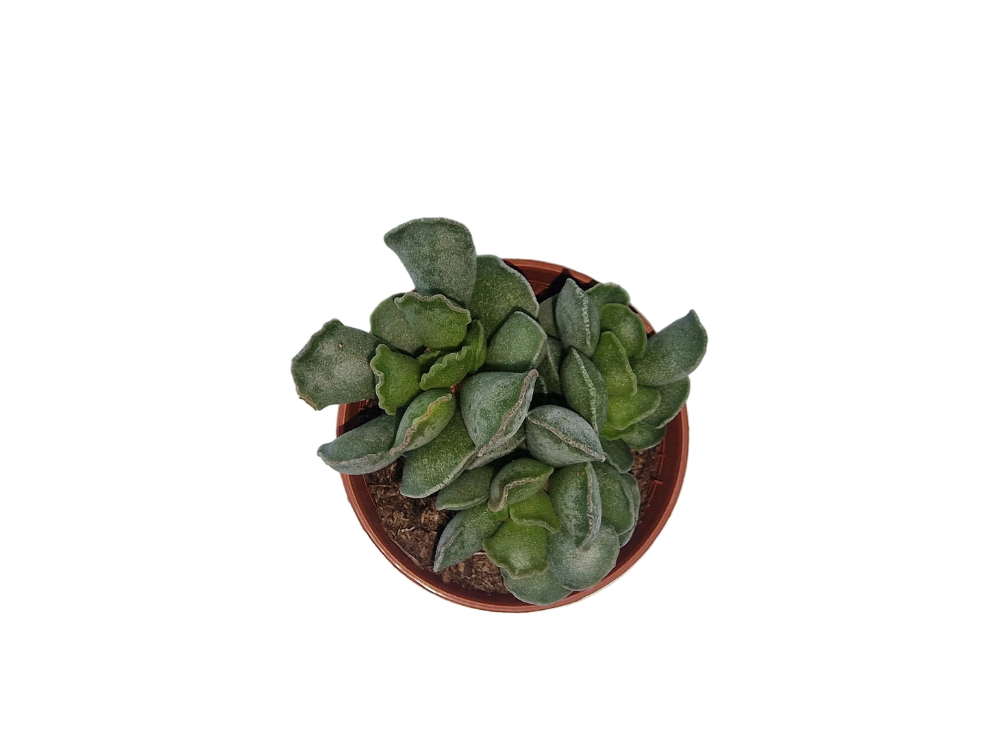 Adromischus cristatus