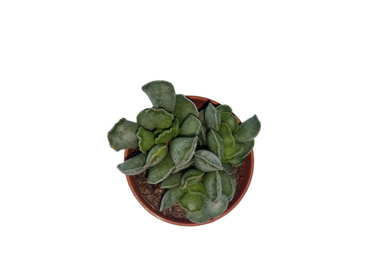 Adromischus cristatus