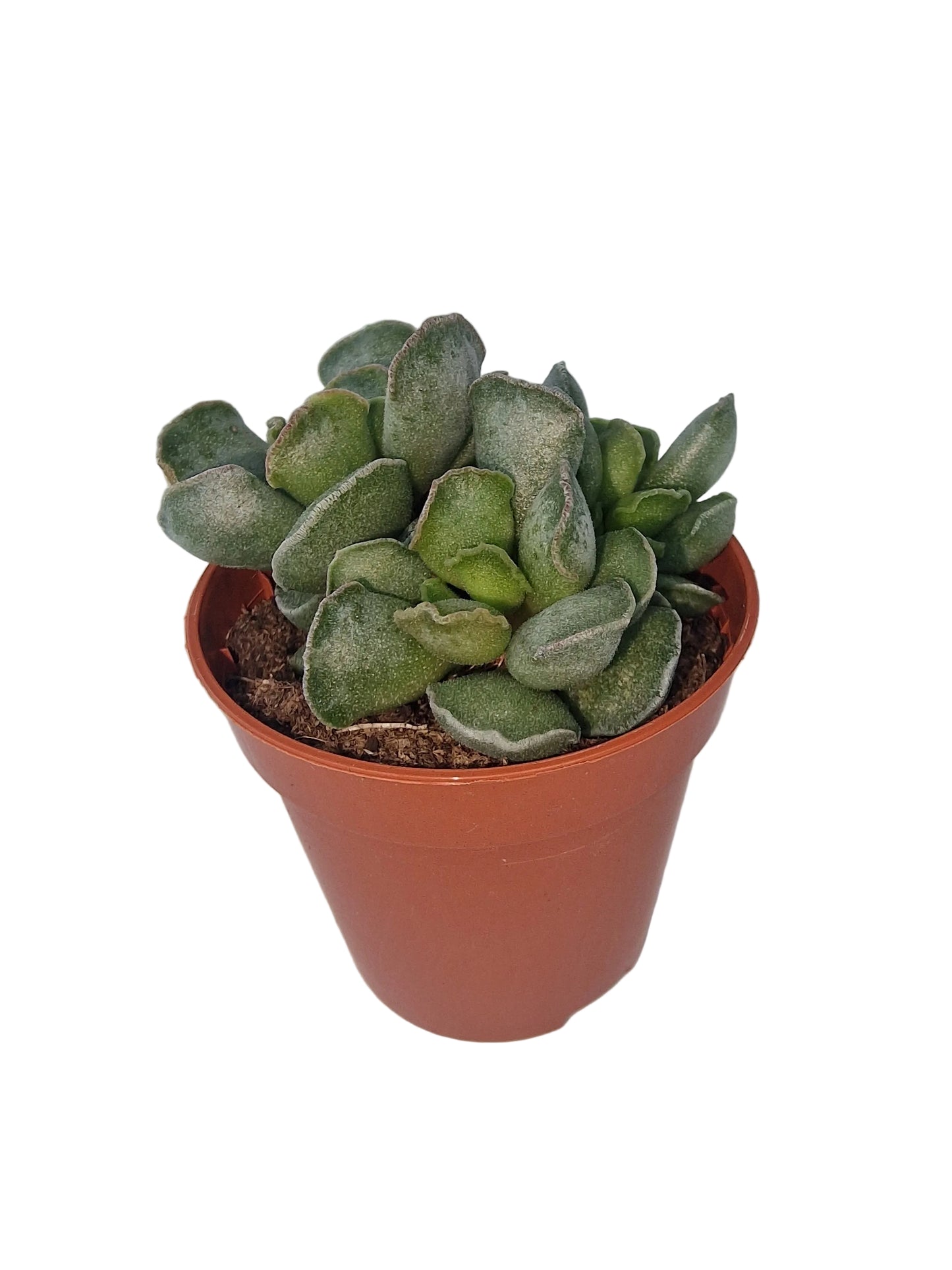 Adromischus cristatus