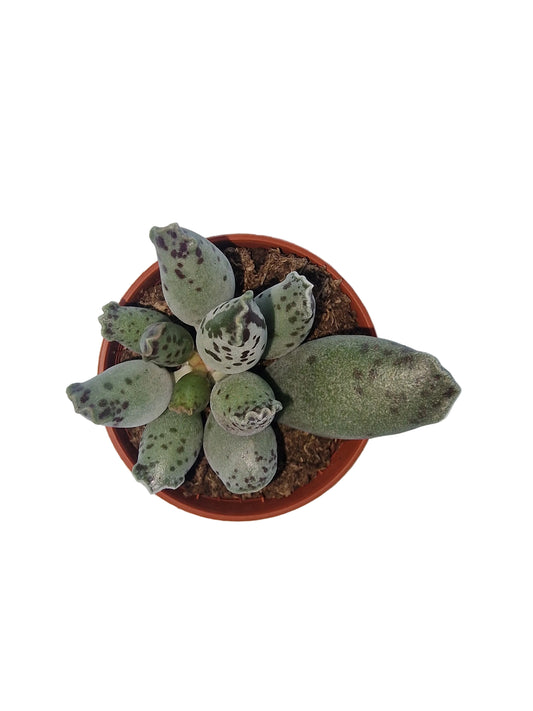 Adromischus cooperi festivus