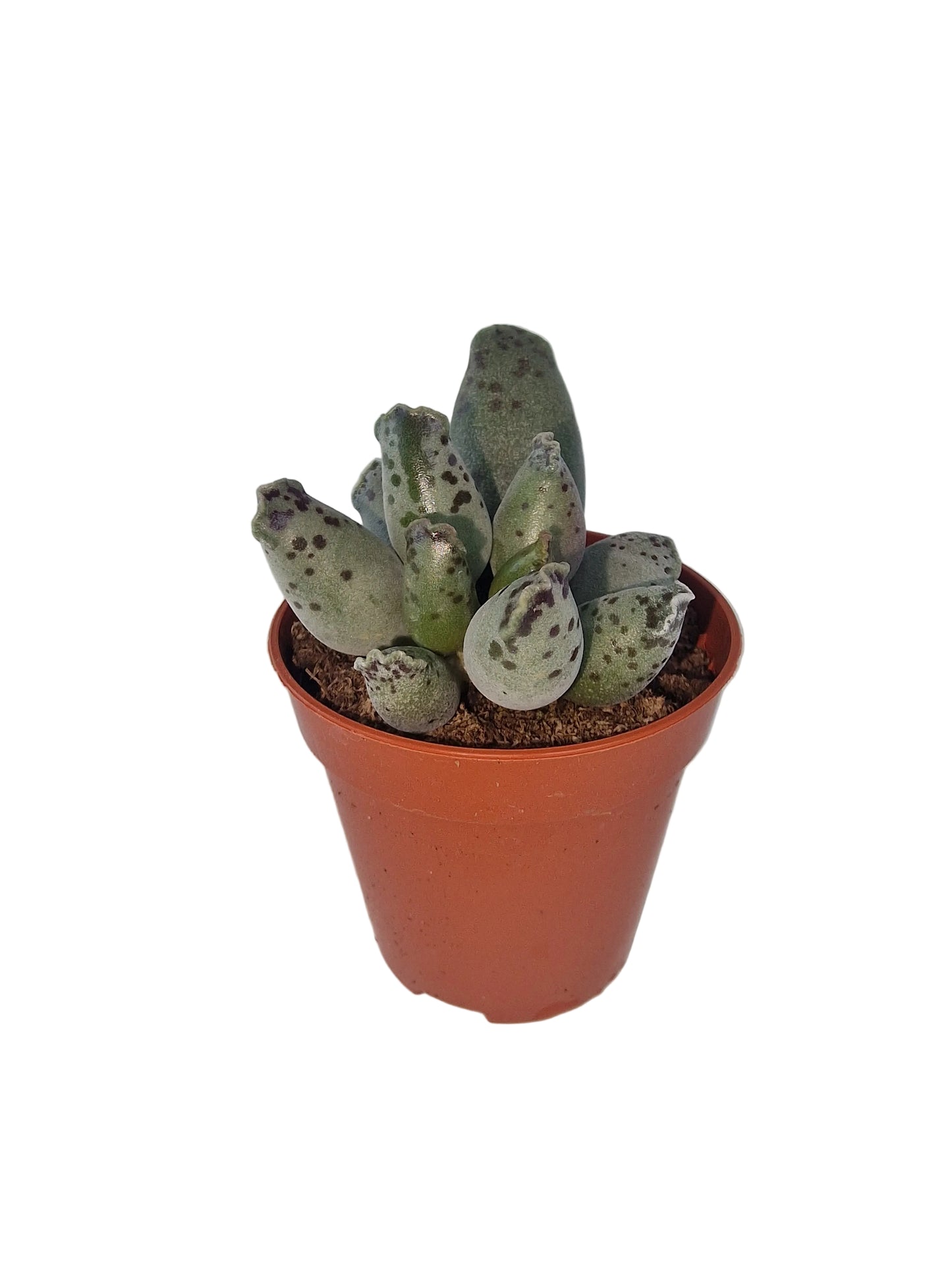 Adromischus cooperi festivus