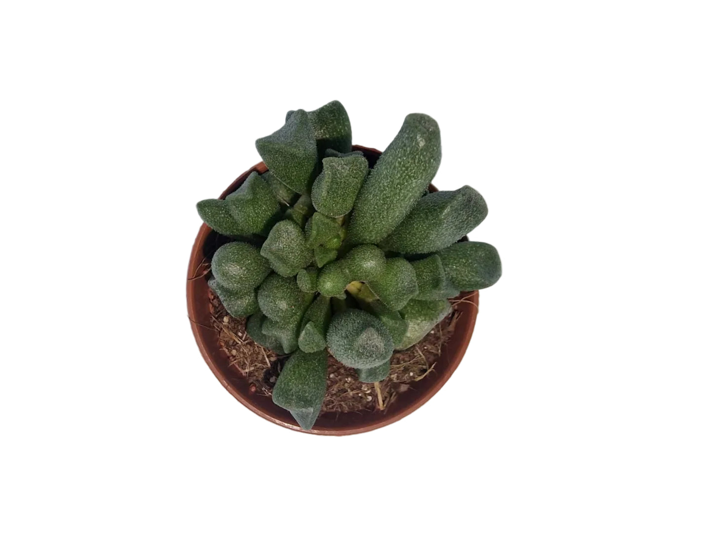 Adromischus cristatus clavifolius