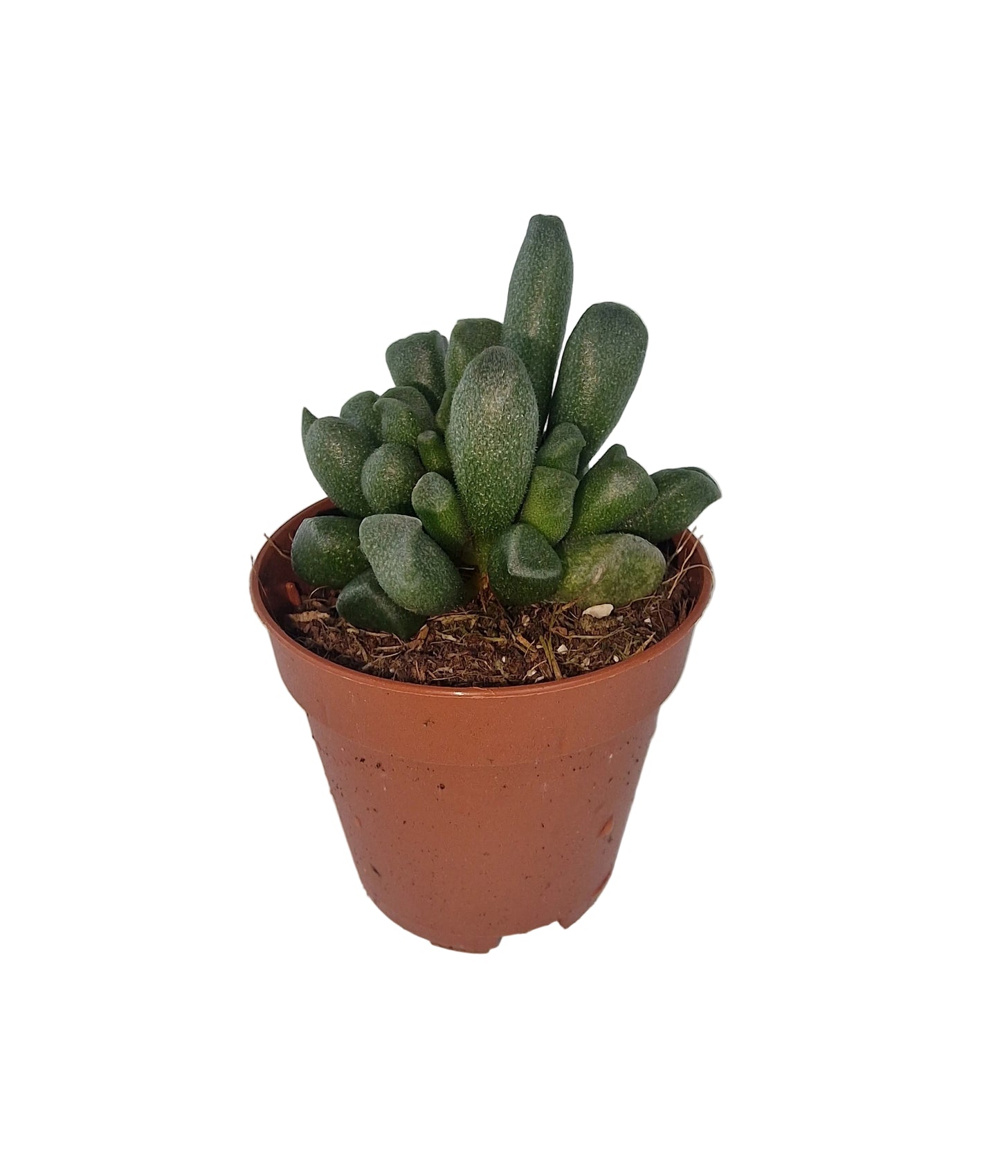 Adromischus cristatus clavifolius