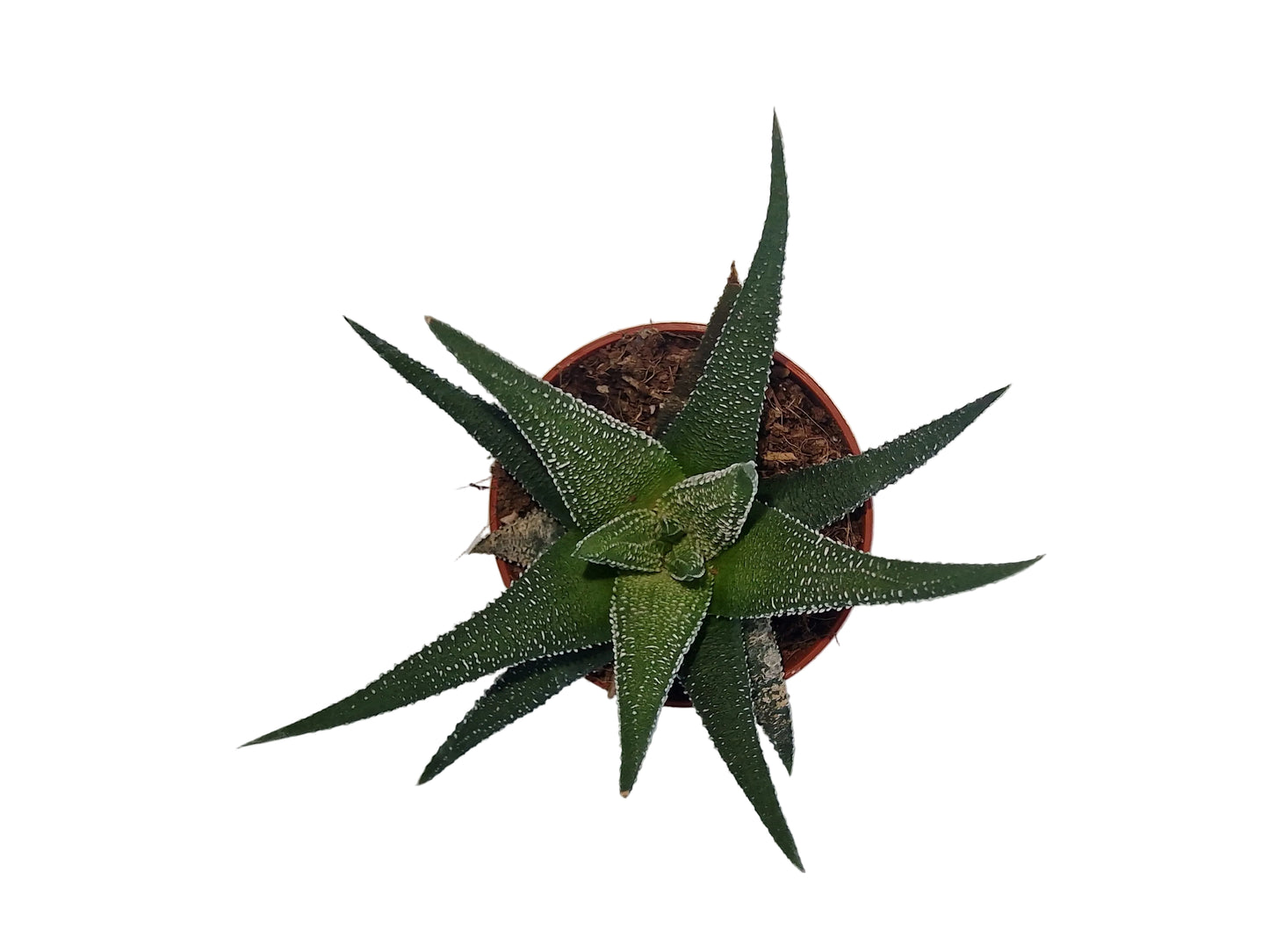 Haworthia fasciata