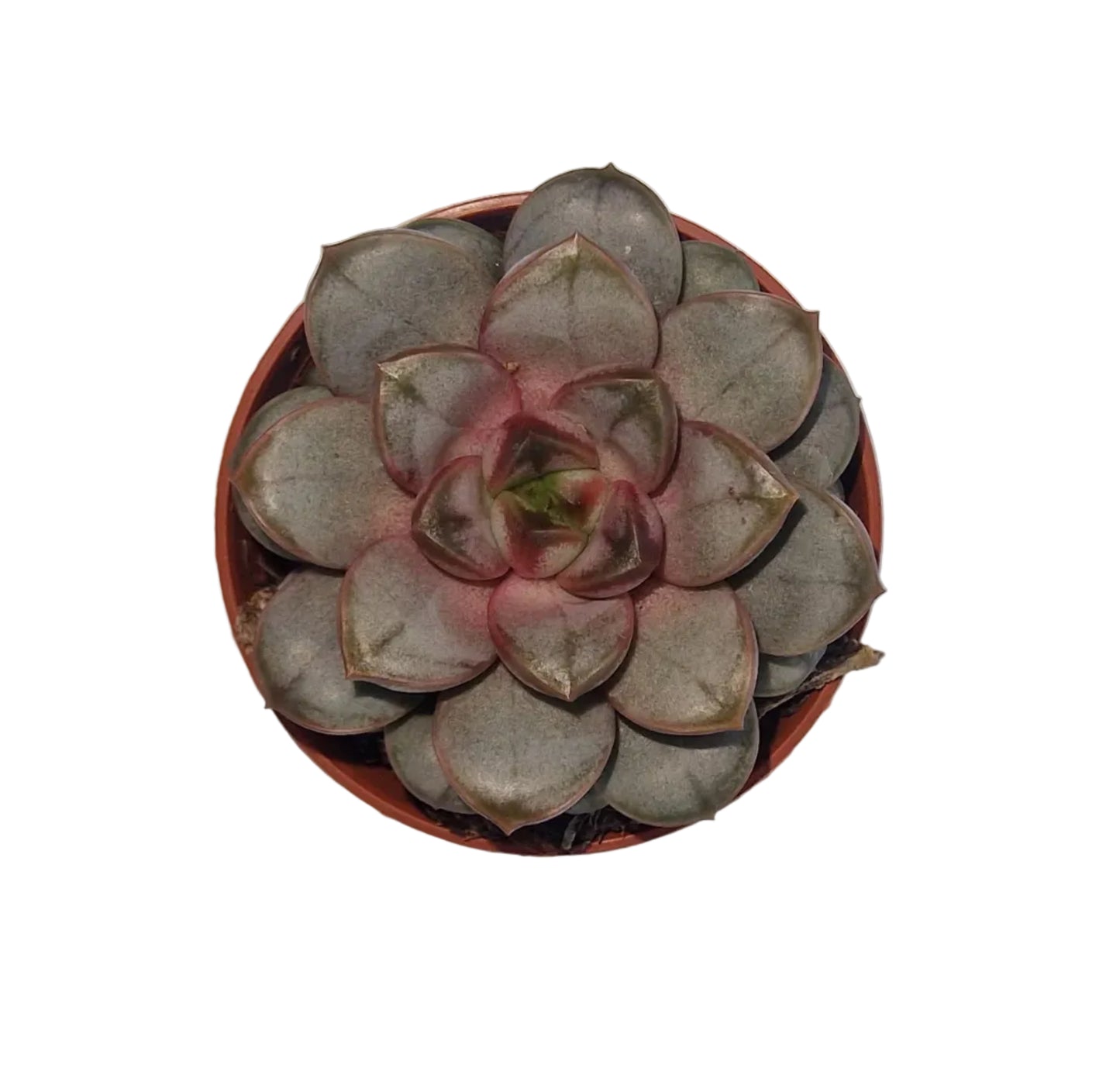 Graptoveria amethorum