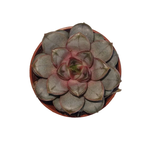 Graptoveria amethorum