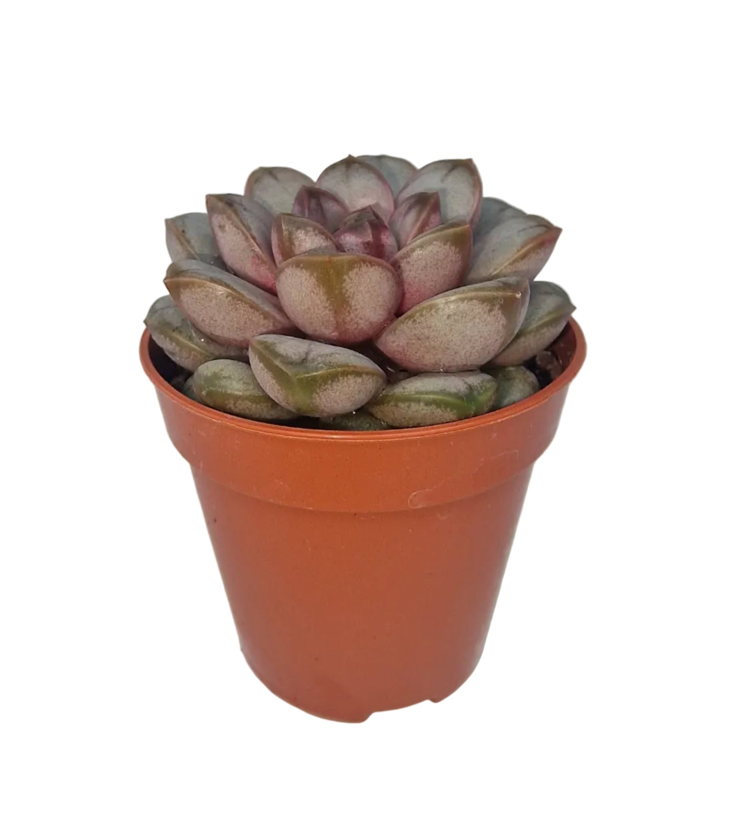 Graptoveria amethorum