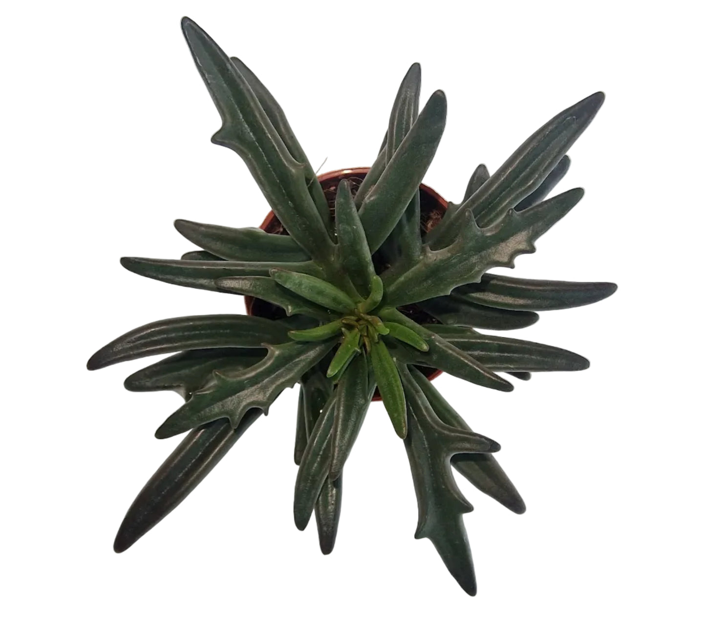 Kalanchoe kewensis