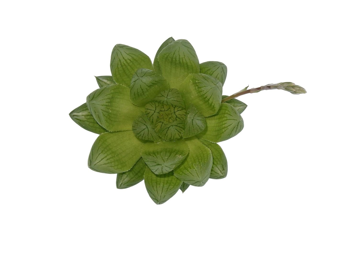 Haworthia cooperi