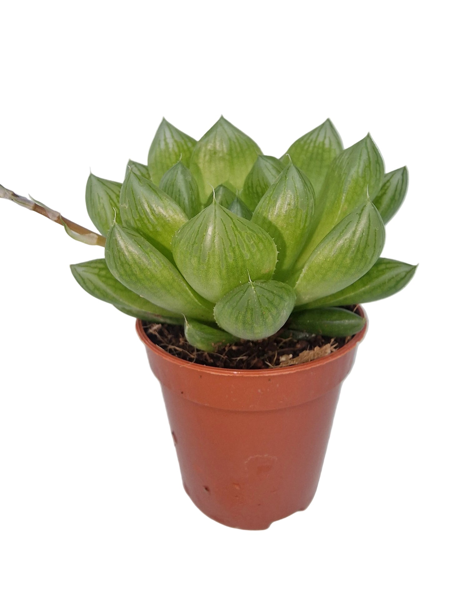 Haworthia cooperi