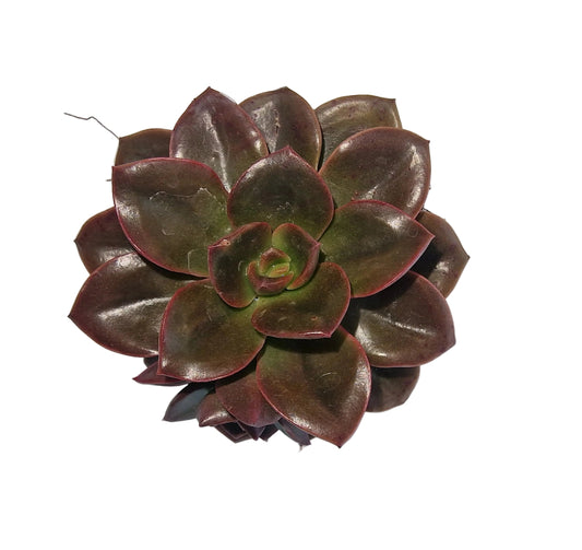 Echeveria melaco