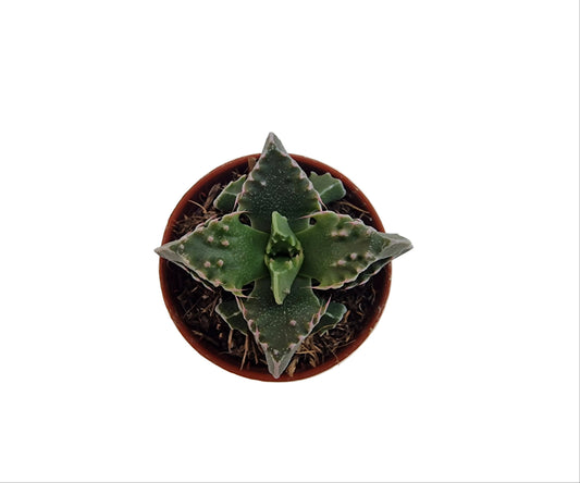 Faucaria tigrina