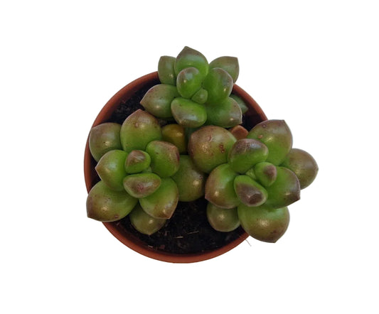 Sedum red coral