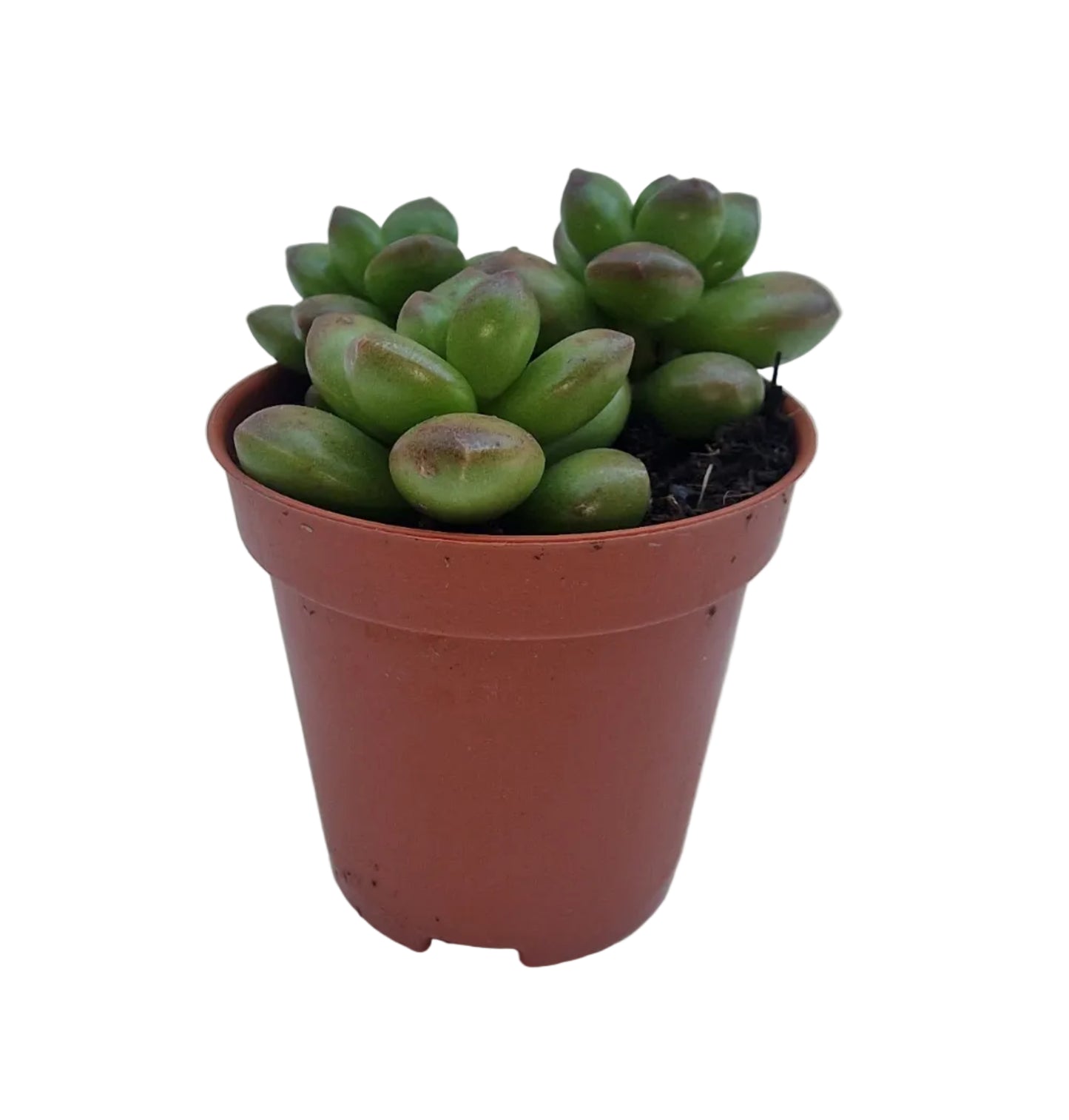 Sedum red coral