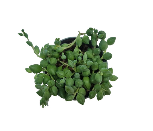 Senecio herianus