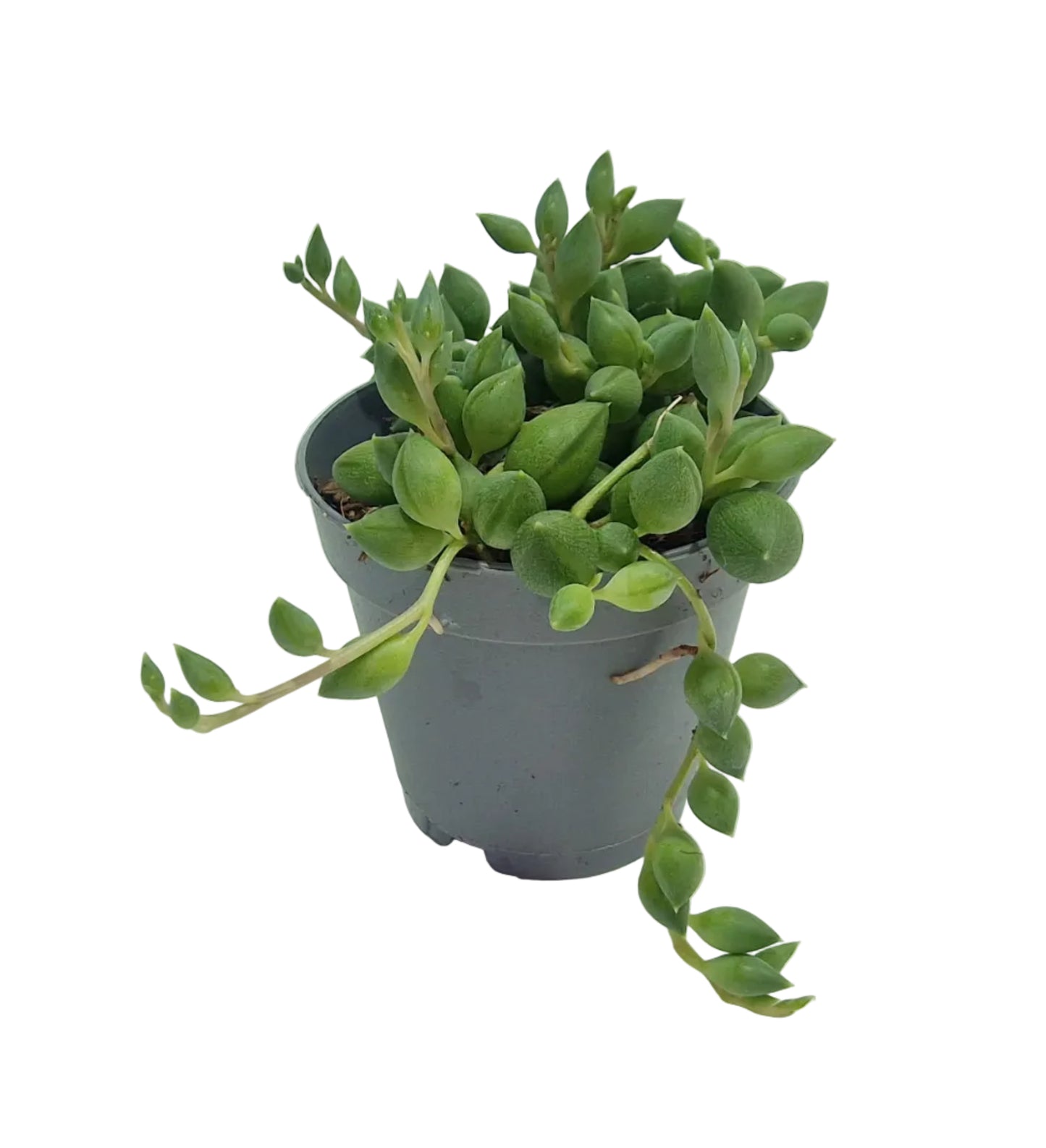 Senecio herianus